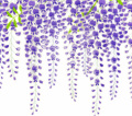 wisteria